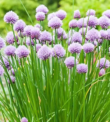 Onion Chives