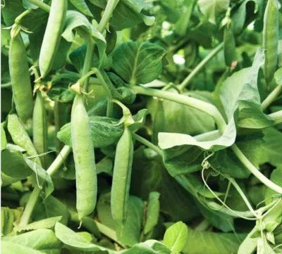 Count Mammoth Sugar Snap Pea Non Gmo Heirloom Fragrant Climbing Annual Flower vegetable seeds Home Garden for kitchen garden planting