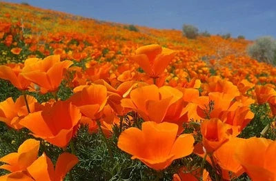 Orange Bulk Calinia Poppy