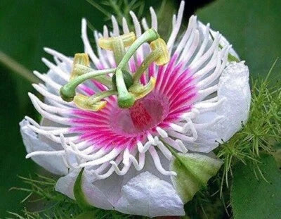 Passiflora Foetida