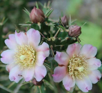 Cream Cylindropuntia Kleiniae Var Santa Rosa Pale Pinkish Rose Colored Flowers