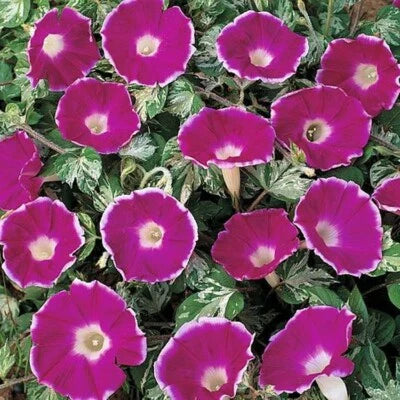 Ivy Elegance Cameo Glory Glories Are One Of The Best Flowers To Decorate