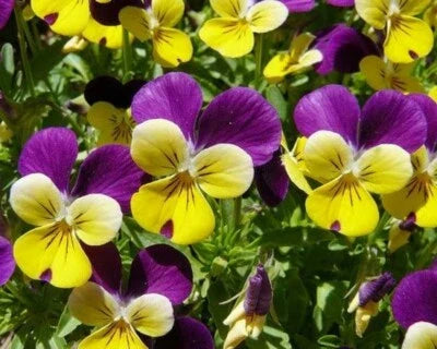Viola Perennial Plant Johnny Jump Up Mg