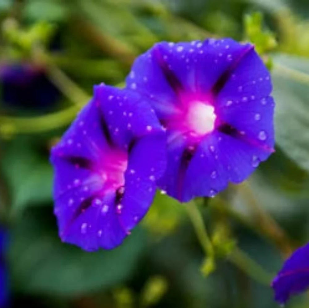 Puprle Grandpa Ott Morning Glory seeds