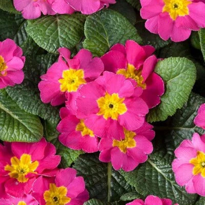 Primula
