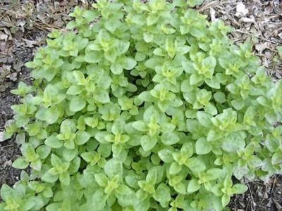 Oregano Italian Herb