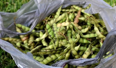 Gandules Pigeon Peas Cajanus Cajan High Quality Non Gmo
