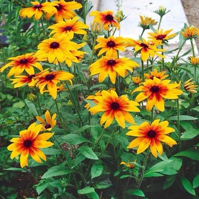 Gloriosa Daisy