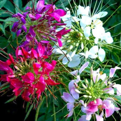 Mixed Colors Cleome
