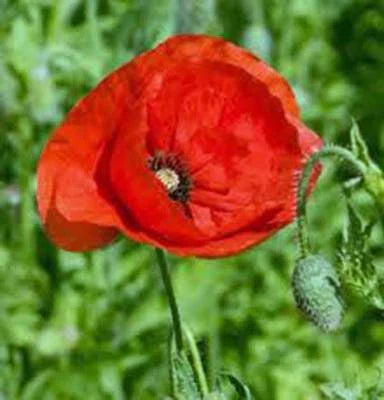 Red Poppy Flanders Stunning Bright Flower Great Poppies