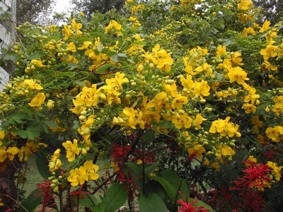 Yellow Cassia Bicapsularis Winter Cassia Flowers