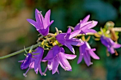 Blue Rampion Bellflower Campanula Rapuncloides Creeping Bellflower