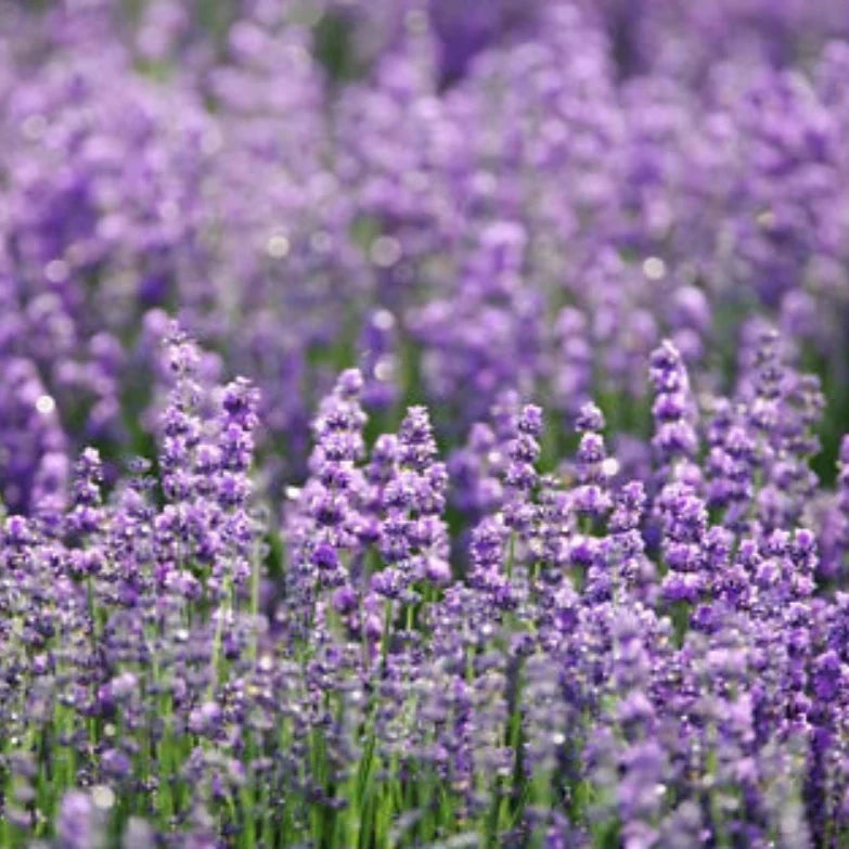Lavender English Herb