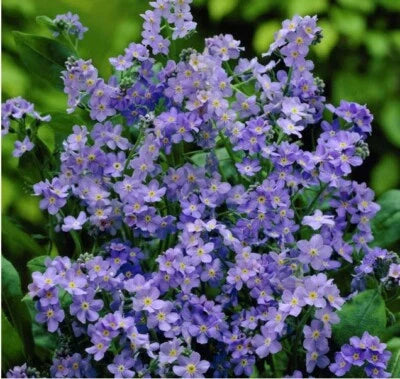 Blue get Me Nots Ultramarine Dwarf Biennial Perennial Usa Non Gmo