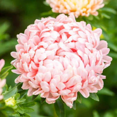 Peony Paeony Duchess Apricot Aster