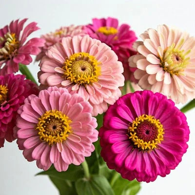 Pink Butterfly Zinnia Flower Mix Shades Of Pollinator