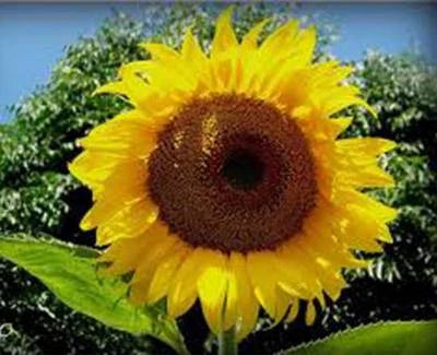 Sunflower Mammoth Russian Newly Harvested Foot Tall