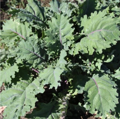 Red Organic Russian Kale Seeds