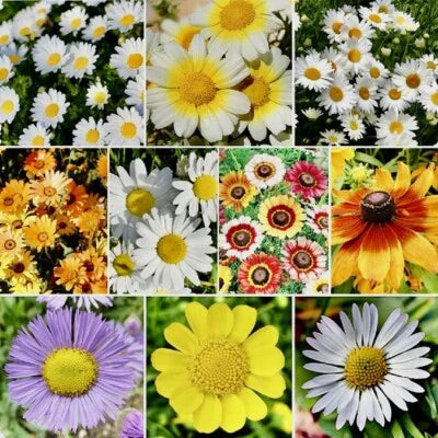 Mix Daisy Crazy