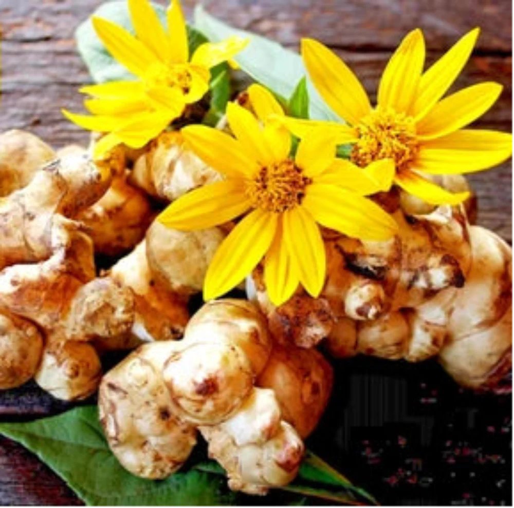 Yellow Jerusalem Artichoke Sunchoke Sunroot Helianthus Tuberosus Flower
