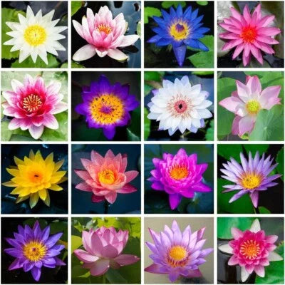 Mixed Color The Sacred Bonsai Lotus Flower