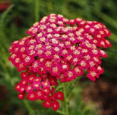 Red Yarrow Rubra Perennial Cut Flowers Pollinators Non Gmo