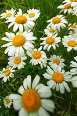 German Chamomile