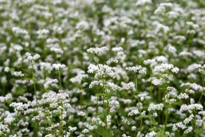 Buckwheat Planting Cover Crop Fast Growing Soil Health Improver Heirloom Non Gmo Flower Seeds