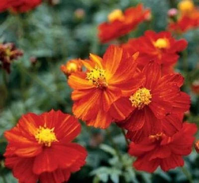 Red Cosmos Dwarf Sulphur