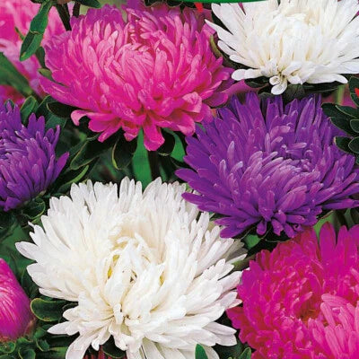 Giants Of Calinia Aster