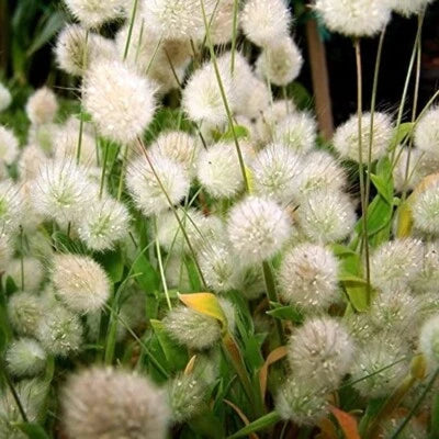 Grass Tails Bunnys Ornamentals Excellent Soft Furry Flower Heads Mg
