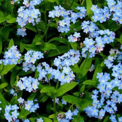 Blue get Me Nots Perennial Cut Flowers Spring Blooms Non Gmo