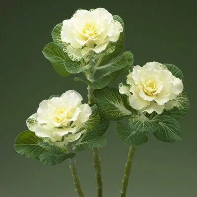 White Flowering Kale