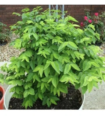 Hat Rau Bo Ngot Katuk Sweet Leaf Sauropus Androgynus Star Gooseberry