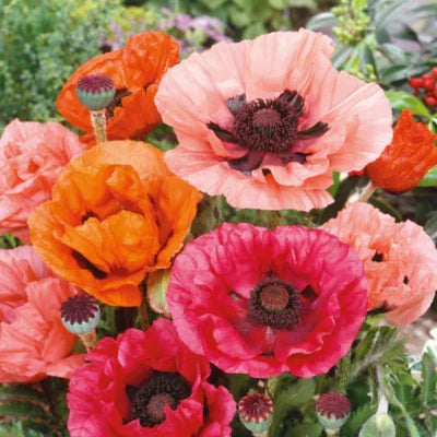 Red Poppy Oriental Mixed Colors Perennial Papaver Orientale Nongmo