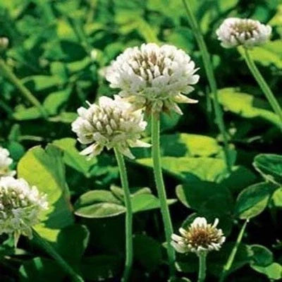 White Perennial Dutch Clover Lbs Lawn Erosion Food Plots Ground