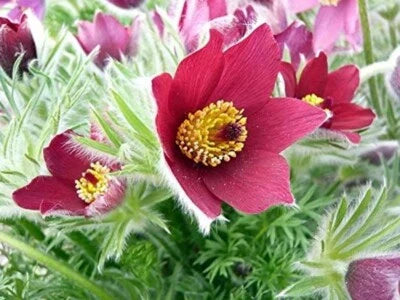 Red Pulsatilla Anemones Pasques Cloak Vulgaris Flowers Shades Perennial