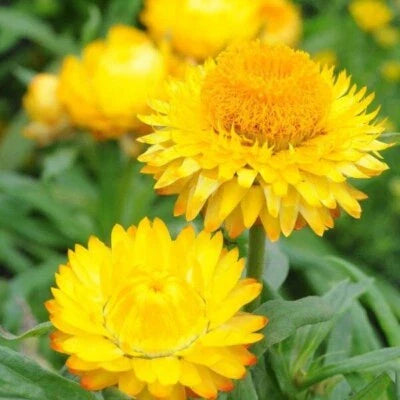 Golden Yellow Strawflower