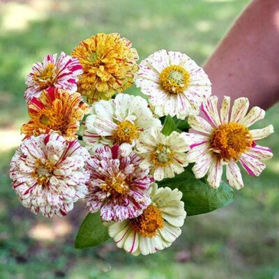 Zinnia Candy Striped Flower