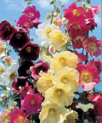 Summer Mix Hollyhock