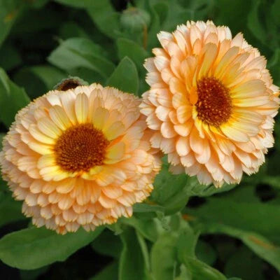 Pink Surprise Calendula