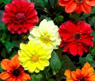 Dahlias Mary Bloodys Annual Beautiful Mixtures Of Double Semi Flowers