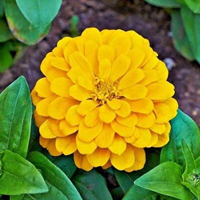 Yellow Canary Bird Zinnia