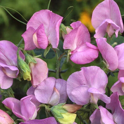 Lavender Royal Sweet Pea