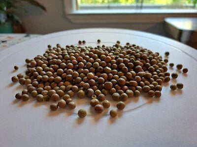 Austrian Winter Pea Pisum Sativum Nitrogen Fixing Cover Crop