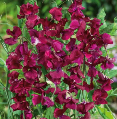 Red Sweet Pea Royal Maroon Fragrant Climbing Vine Flowers Non Gmo