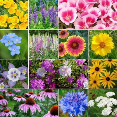 Deer Resistant Wildflower Mix Species Variety Sizes