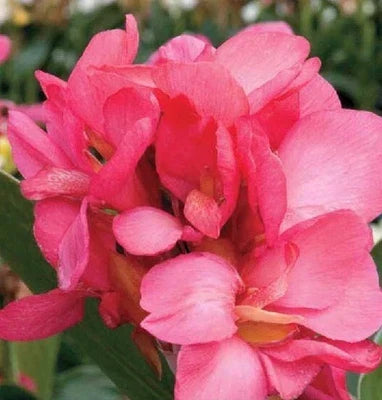Pink Canna Lily Starters Queen Canna Arizona Grown From