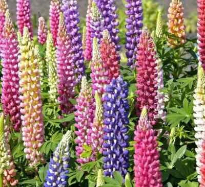 Russell Lupine Flower Mixed Colors Perennial Garden