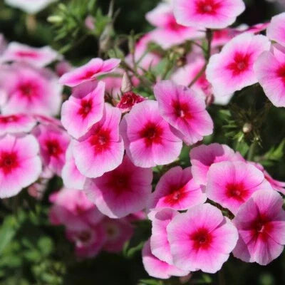 Brilliant Phlox